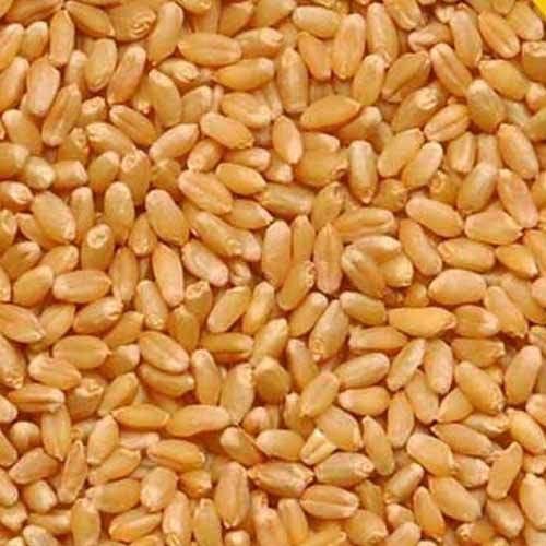 WHEAT SHARBATI